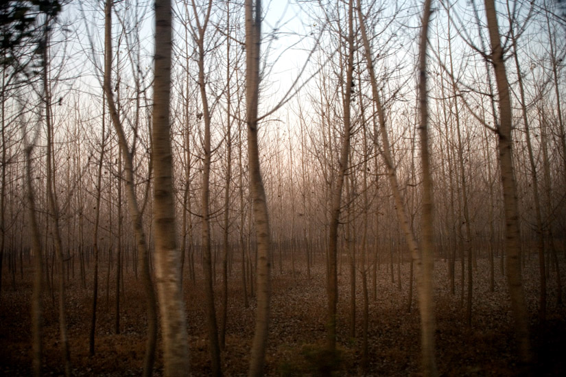Twilight falls over tree stands outside of Qing He Village, Jiangsu, China.