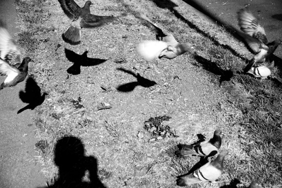 Pigeons alight from the ground in Seattle, Washington, USA. Pigeons alight from the ground in Seattle, Washington, USA.