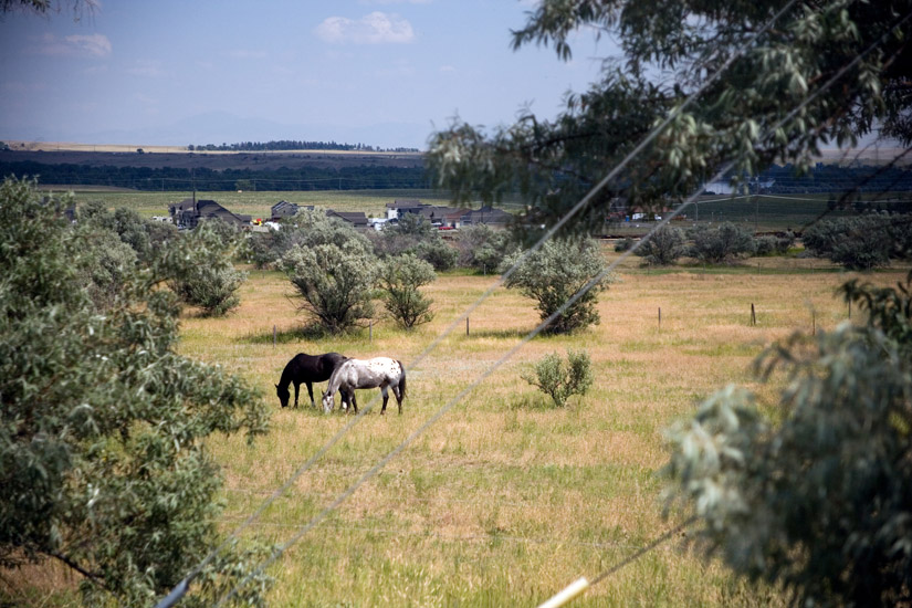 A couple of horses stand in a field surround by Russian Olive trees in the outskirts of Great Falls, Montana, USA.