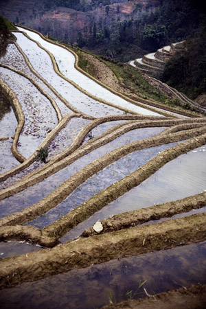 Rice terraces stretch to the horizon in the hills outside of Pangzhihua Village, Yuanyang County, Yunnan Province, China.