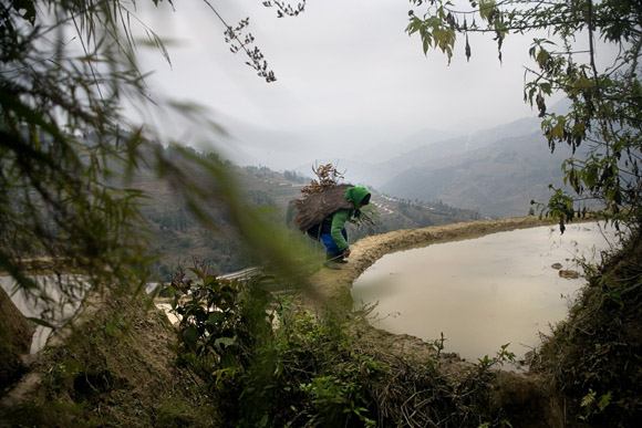 Ethnic minority Hani farmer women hike along the rice terraces in mountainous rural Yuanyang County, Yunnan Province, China, outside of Pangzhihua Village.