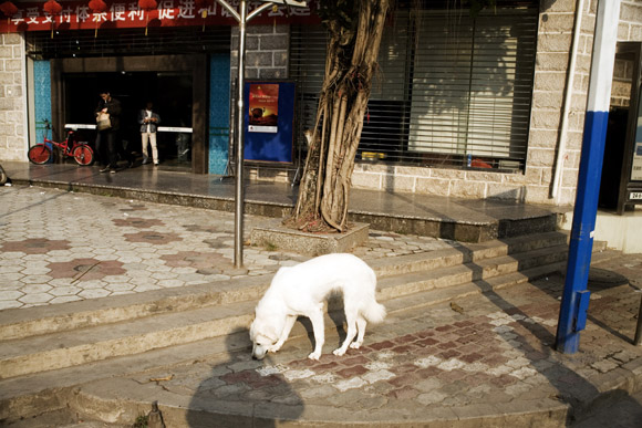 A large white dog walks along the streets of Hekou, Yunnan Province, China.