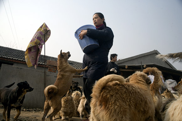 Rescued dogs gather for feeding time at Ha Wenjin's animal rescue farm outside of Nanjing, Jiangsu, China.  About 1000 animals, both dogs and cats, live at the no-kill shelter where they have spacious indoor and outdoor living areas.  At times other than feeding time, the animals are not as crowded as this picture depicts.