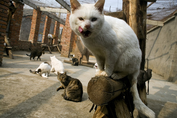 The cats are provided a small farmhouse and a outdoor playing area at Ha Wenjin's no-kill dog and cat rescue farm outside Nanjing, Jiangsu, China.