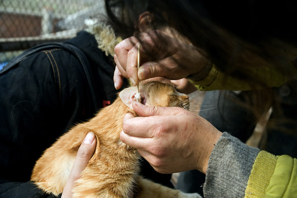 A volunteer inspects cars for signs of illness and cleans their ears at Ha Wenjin's no-kill dog and cat rescue farm outside Nanjing, Jiangsu, China.