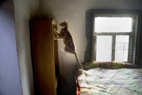 Cats inhabit a small farmhouse at Ha Wenjin's no-kill dog and cat rescue farm outside Nanjing, Jiangsu, China.