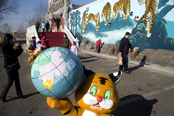 Tourists gather around tiger sculptures outside the entrance to the Siberian Tiger Park in Haerbin, Heilongjiang Province, China. Tourists gather around tiger sculptures outside the entrance to the Siberian Tiger Park in Haerbin, Heilongjiang Province, China.