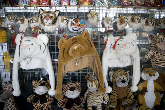 real tiger pictures
