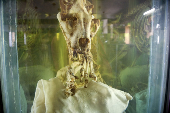 A tiger skeleton stands in a vat of tiger bone wine at the Siberian Tiger Park in Haerbin, Heilongjiang Province, China. Image used in Tiger Farms episode of Current TV Vanguard.