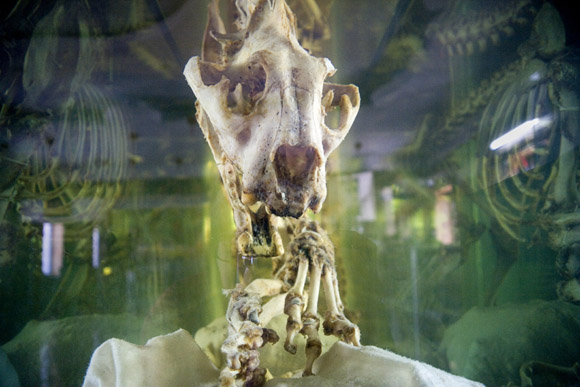 A tiger skeleton stands in a vat of tiger wine at the Siberian Tiger Park in Haerbin, Heilongjiang Province, China. The wine is said to imbue drinkers with various health benefits such as strength and virility. The wine sells for 780 renminbi (about US$110.00) per half kilogram of liquid. A tiger skeleton stands in a vat of tiger wine at the Siberian Tiger Park in Haerbin, Heilongjiang Province, China. The wine is said to imbue drinkers with various health benefits such as strength and virility. The wine sells for 780 renminbi (about US$110.00) per half kilogram of liquid.