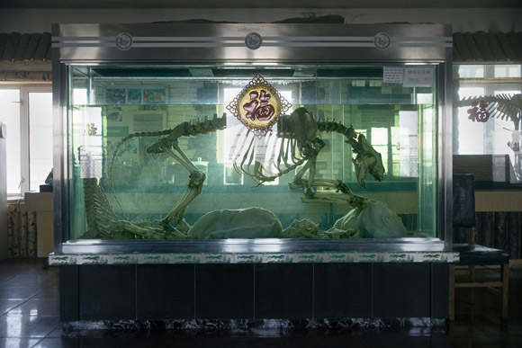 A tiger skeleton stands in a vat of tiger bone wine at the Siberian Tiger Park in Haerbin, Heilongjiang Province, China. Image used in Tiger Farms episode of Current TV Vanguard.
