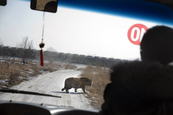 Visitors to the Siberian Tiger Park in Haerbin, Heilongjiang, China, ride a tourbus through a tiger enclosure to catch a glimpse of the endangered animal. Visitors to the Siberian Tiger Park in Haerbin, Heilongjiang, China, ride a tourbus through a tiger enclosure to catch a glimpse of the endangered animal.