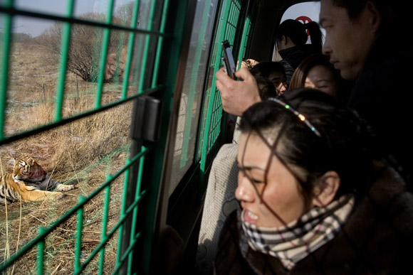 Visitors to the Siberian Tiger Park in Haerbin, Heilongjiang, China, ride a tourbus through a tiger enclosure to catch a glimpse of the endangered animal. Visitors to the Siberian Tiger Park in Haerbin, Heilongjiang, China, ride a tourbus through a tiger enclosure to catch a glimpse of the endangered animal.