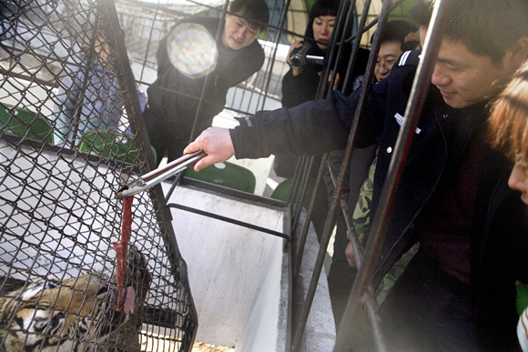 Visitors hold small pieces of beef, purchased for about US$1.50, through a protective cage to feed to tigers at the Siberian Tiger Park in Haerbin, Heilongjiang, China. Visitors hold small pieces of beef, purchased for about US$1.50, through a protective cage to feed to tigers at the Siberian Tiger Park in Haerbin, Heilongjiang, China.