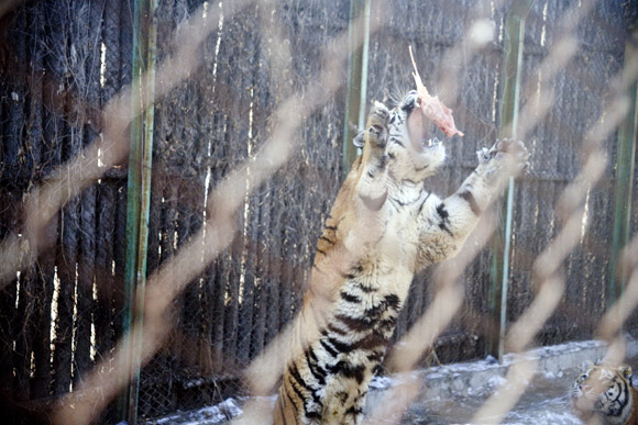 Tigers jump to grab pieces of chicken thrown by a zookeeper during feeding time at the Siberian Tiger Park in Haerbin, Heilongjiang, China. Tigers jump to grab pieces of chicken thrown by a zookeeper during feeding time at the Siberian Tiger Park in Haerbin, Heilongjiang, China.
