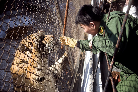 A zookeeper plays with a tiger after feeding time at the Siberian Tiger Park in Haerbin, Heilongjiang Province, China. A zookeeper plays with a tiger after feeding time at the Siberian Tiger Park in Haerbin, Heilongjiang Province, China.