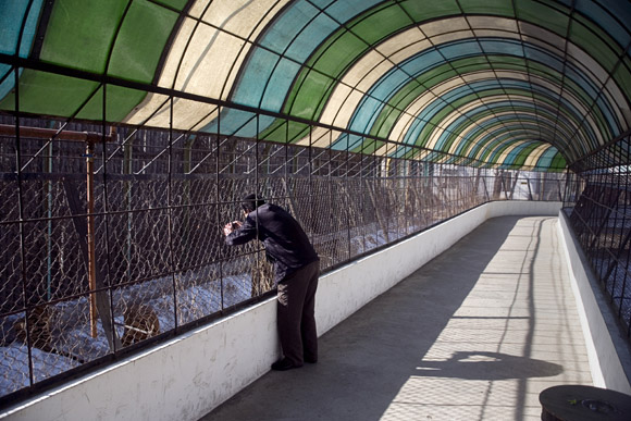 A tourist leans past the first fence of a tiger enclosure to get a picture at the Siberian Tiger Park in Haerbin, Heilongjiang, China. A tourist leans past the first fence of a tiger enclosure to get a picture at the Siberian Tiger Park in Haerbin, Heilongjiang, China.