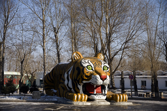 Large tiger sculptures decorate the entrance to the Siberian Tiger Park in Haerbin, Heilongjiang Province, China. Large tiger sculptures decorate the entrance to the Siberian Tiger Park in Haerbin, Heilongjiang Province, China.