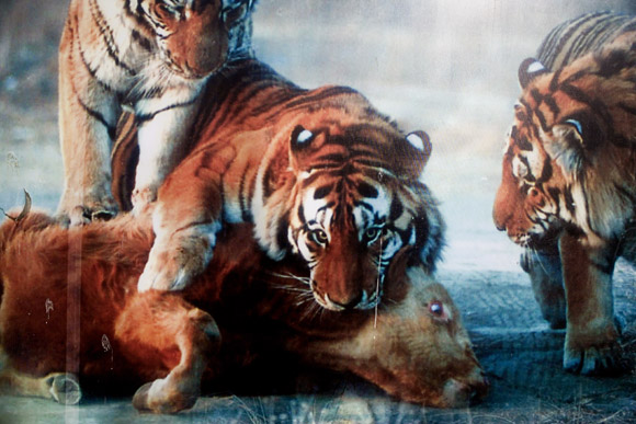 The Entrance Tigers