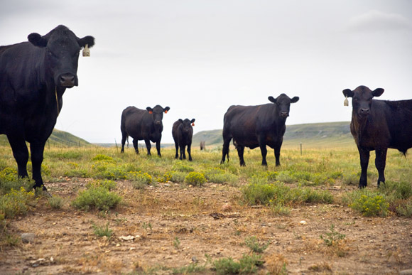 Black Angus beef cattle graze on the Malek Angus Ranch outside Highwood, Montana.  The Malek Angus Ranch operates Big Sky Montana Beef, a high-quality jerky and other processed meat business.