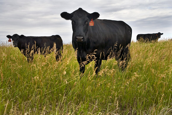 Black Angus beef cattle graze on land outside of Fairfield for the Malek Angus Ranch operation.   The Malek Angus Ranch operates Big Sky Montana Beef, a high-quality jerky and other processed meat business.