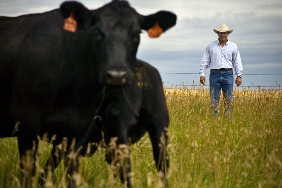 Black Angus beef cattle graze on land outside of Fairfield for the Malek Angus Ranch operation.   The Malek Angus Ranch operates Big Sky Montana Beef, a high-quality jerky and other processed meat business.