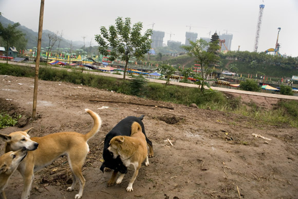 Dogs play on a muddy road in Chongqing, China.