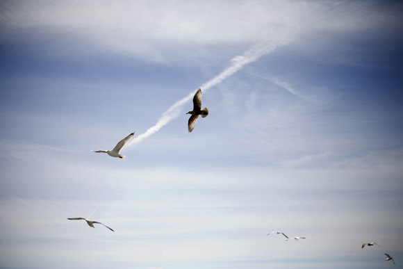 Seagulls fly above Ocean Drive State Park in Newport, Rhode Island, USA.