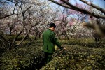 An Army soldier stands in a field of plum trees during the Nanjing International Plum Blossom Festival at Zijin Shan outside of Nanjing, China. 